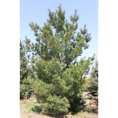 Саженцы Сосна веймутова – Pinus strobus купить в Алматы по низкой цене питомник растений PLANTS 